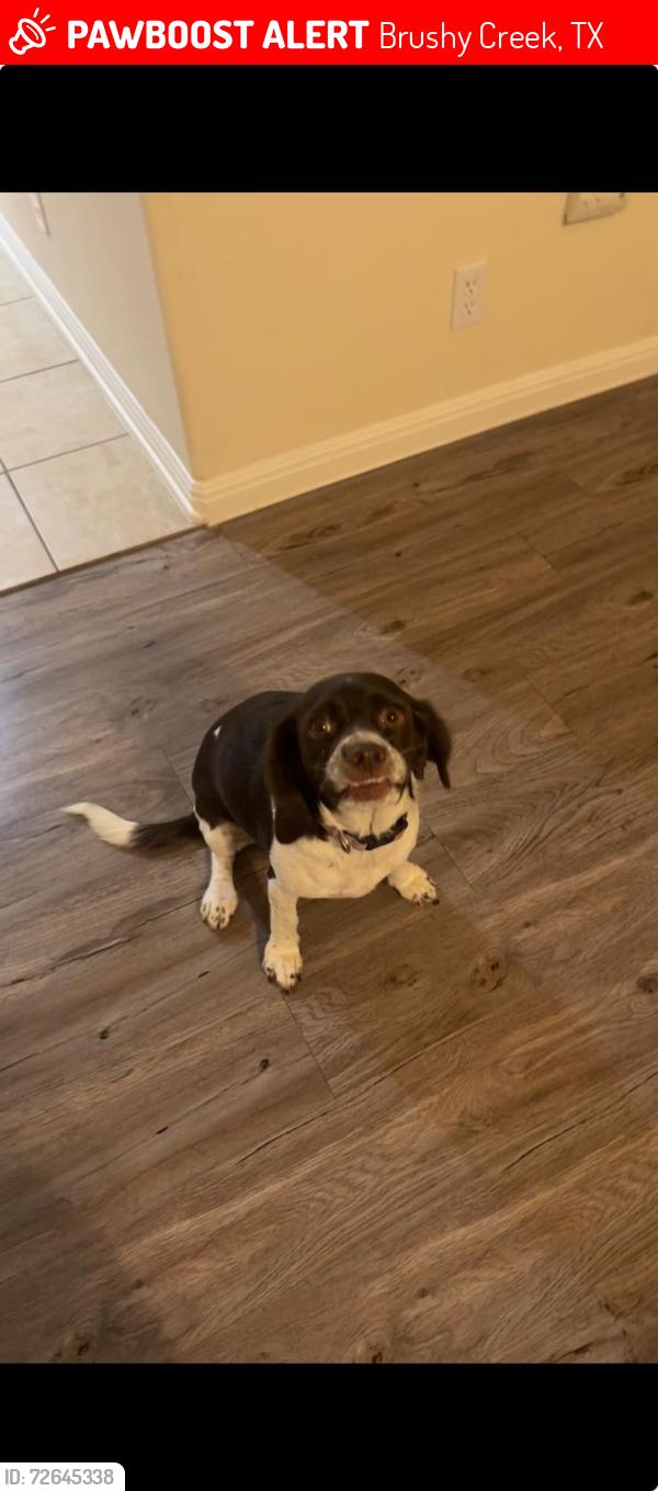 Lost Female Dog last seen Avery ranch, Brushy Creek, TX 78681