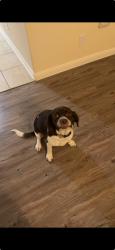 Lost Female Dog last seen Avery ranch, Brushy Creek, TX 78681