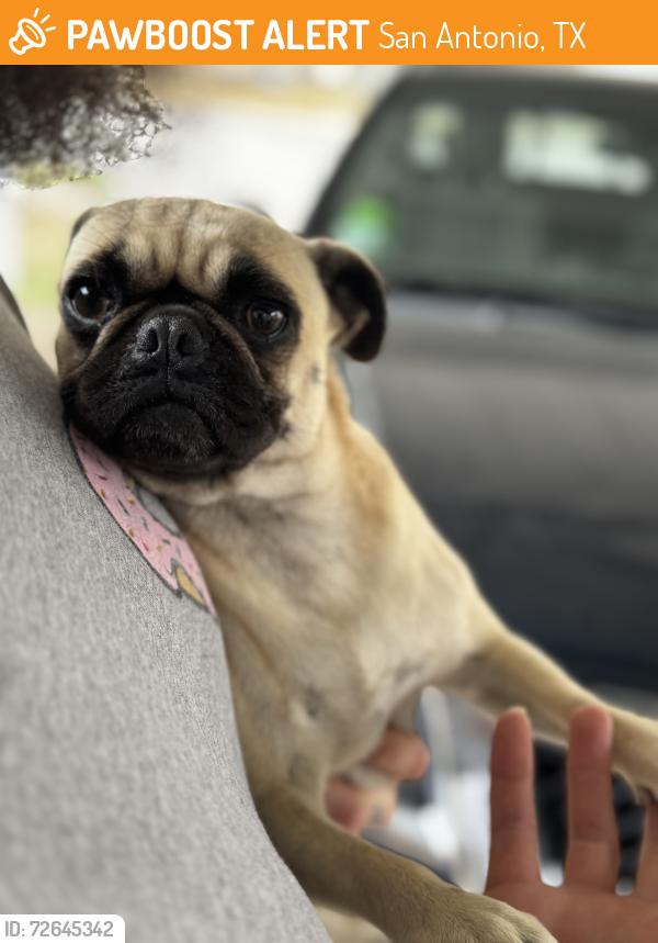 Found/Stray Female Dog last seen Near Marbach and military , San Antonio, TX 78227