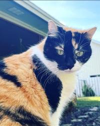 Lost Female Cat last seen Olde Ward Lane and Pelican Bay Trail, Seminole County, near Howell Branch, Winter Park, FL 32792