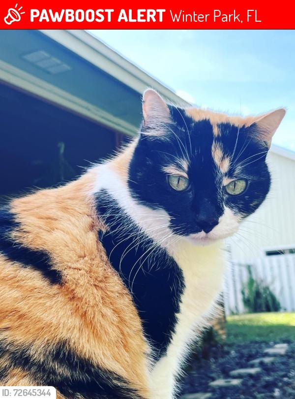 Lost Female Cat last seen Olde Ward Lane and Pelican Bay Trail, Seminole County, near Howell Branch, Winter Park, FL 32792