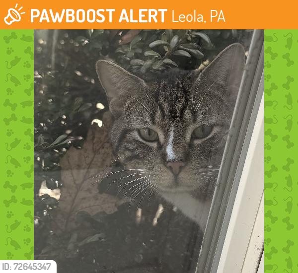 Found/Stray Unknown Cat last seen Leola , Leola, PA 17540