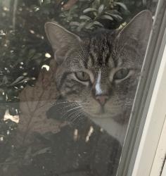 Found/Stray Unknown Cat last seen Leola , Leola, PA 17540