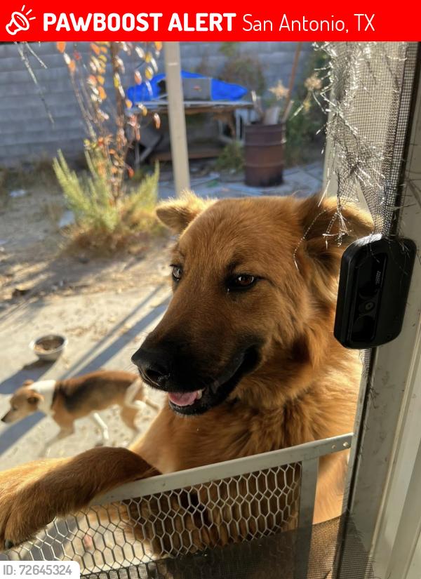Lost Female Dog last seen Loutdes and Chabacano, San Antonio, TX 78245