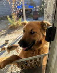 Lost Female Dog last seen Loutdes and Chabacano, San Antonio, TX 78245