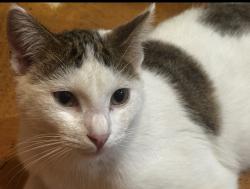 Lost Male Cat last seen Main street, Miami Lakes, FL 33014