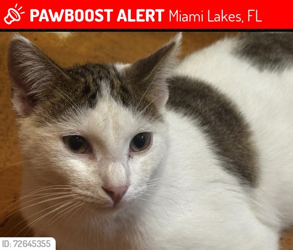 Lost Male Cat last seen Main street, Miami Lakes, FL 33014