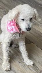 Lost Female Dog last seen Katy , Katy, TX 77449