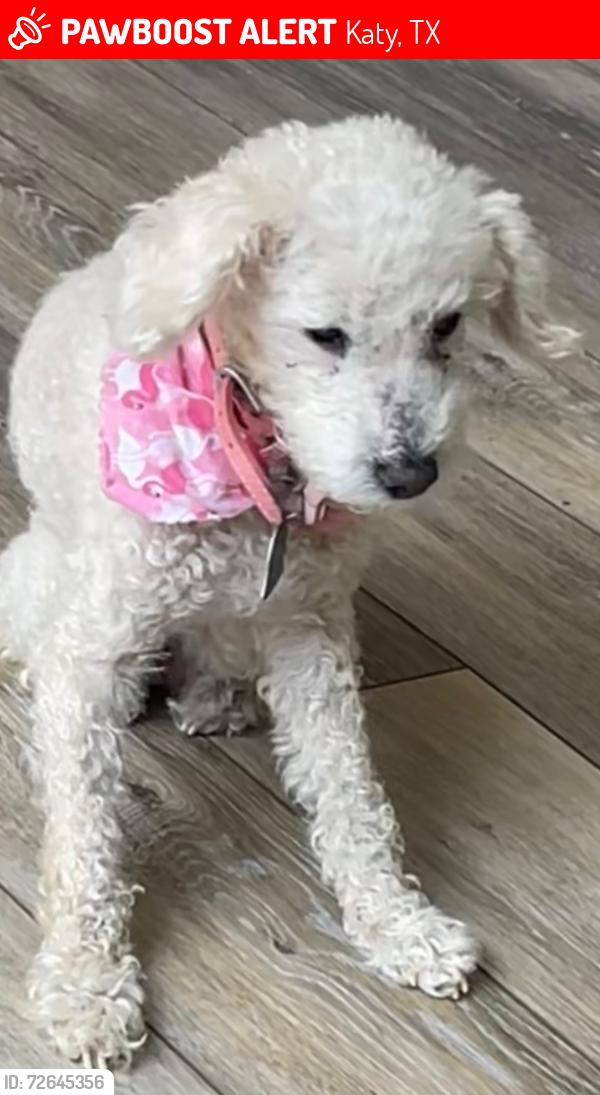 Lost Female Dog last seen Katy , Katy, TX 77449
