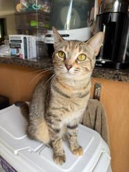 Lost Female Cat last seen Waterloo & Rivard, Grosse Pointe, MI 48230