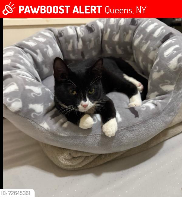 Lost Female Cat last seen Roosevelt Ave and 41St Ave, Queens, NY 11373