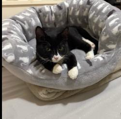 Lost Female Cat last seen Roosevelt Ave and 41St Ave, Queens, NY 11373