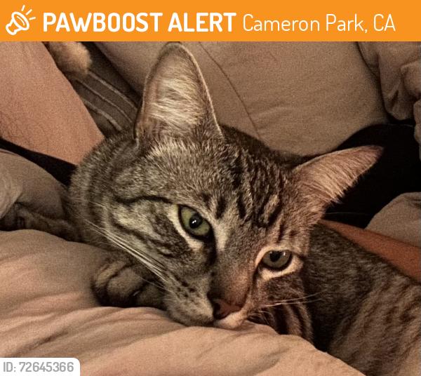 Found/Stray Male Cat last seen Kimberly , Cameron Park, CA 95682
