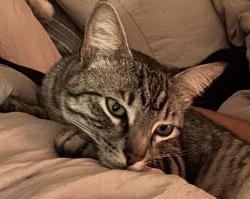 Found/Stray Male Cat last seen Kimberly , Cameron Park, CA 95682