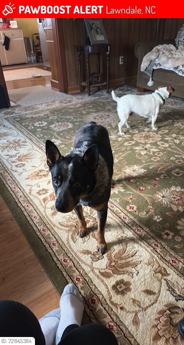 Lost Male Dog last seen Doe creek road , Lawndale, NC 28090