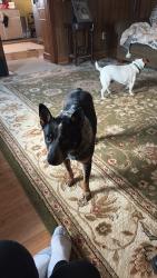 Lost Male Dog last seen Doe creek road , Lawndale, NC 28090