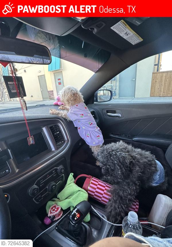 Lost Female Dog last seen Near cibola ct , Odessa, TX 79765