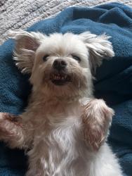 Lost Male Dog last seen Silver Bluff , Miami, FL 33145