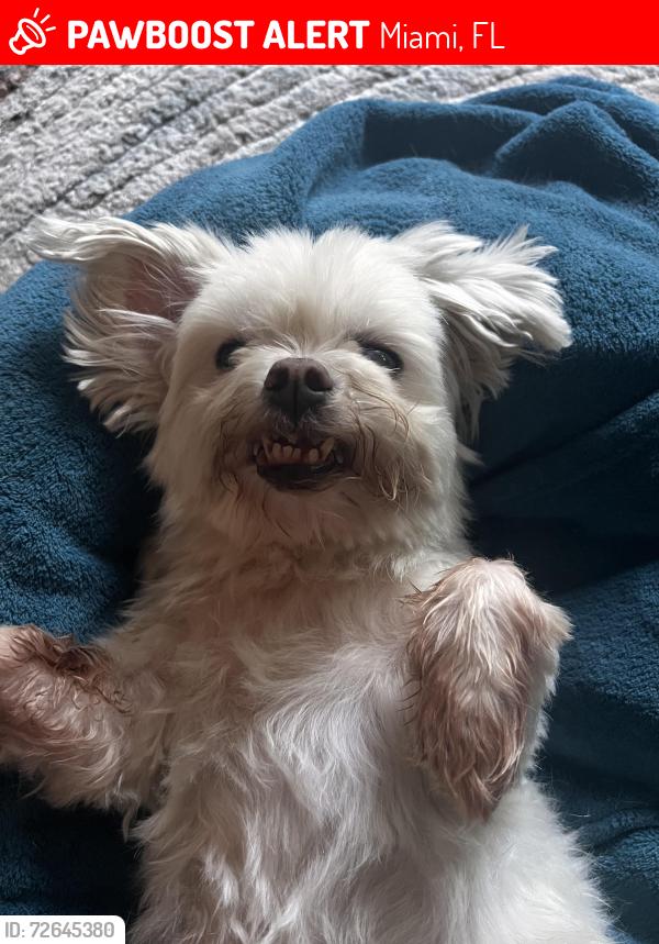 Lost Male Dog last seen Silver Bluff , Miami, FL 33145
