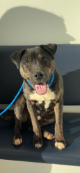 Found/Stray Male Dog last seen Hwy 153, Powdersville, SC 29611