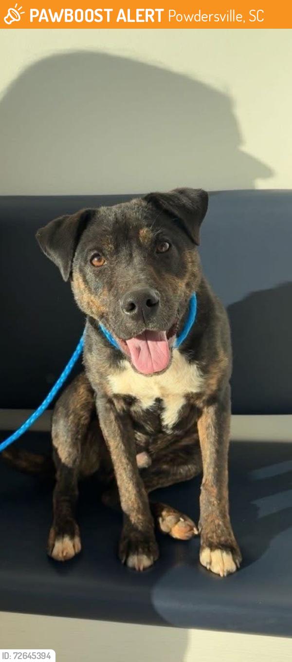 Found/Stray Male Dog last seen Hwy 153, Powdersville, SC 29611