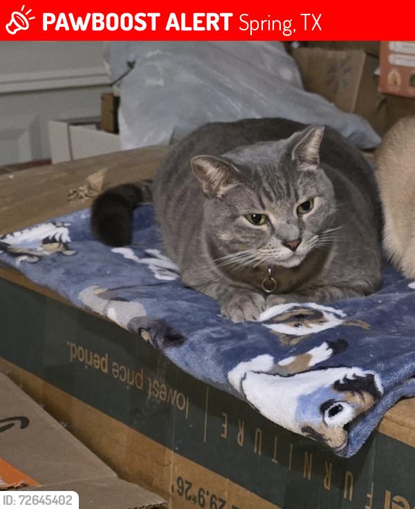 Lost Male Cat last seen Near Canyon Dawn  Spring tx, Spring, TX 77373