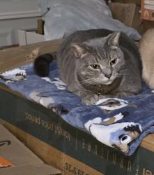 Lost Male Cat last seen Near Canyon Dawn  Spring tx, Spring, TX 77373