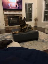 Lost Male Dog last seen Hopewell Junction NY 12533, Hopewell Junction, NY 12533