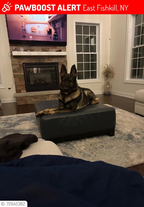Lost Male Dog last seen Hopewell Junction NY 12533, Hopewell Junction, NY 12533