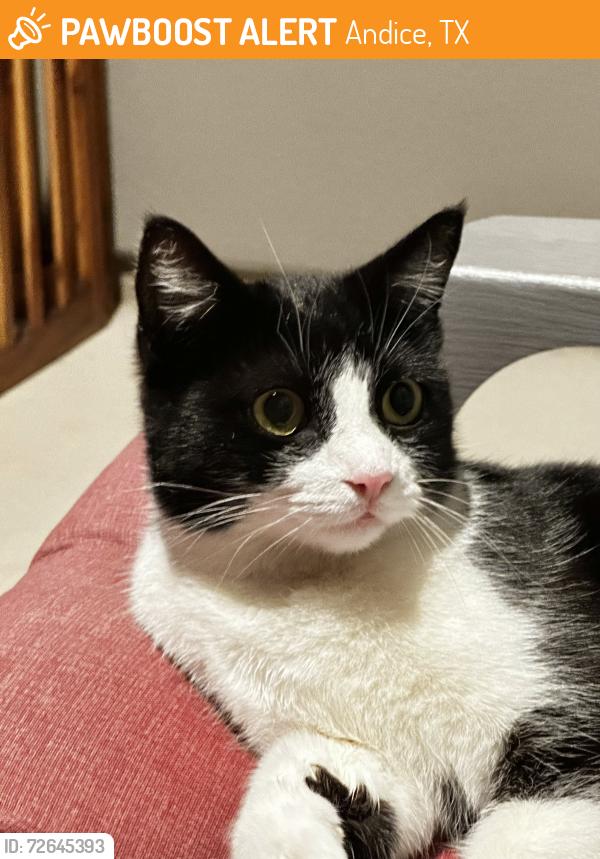 Found/Stray Female Cat last seen Falling Leaf Lane, Andice, TX 78628