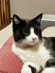 Found/Stray Female Cat last seen Falling Leaf Lane, Andice, TX 78628