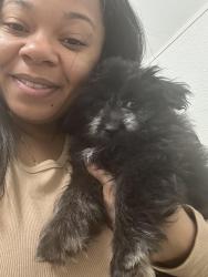 Lost Male Dog last seen Penrose park McDonough , McDonough, GA 30253