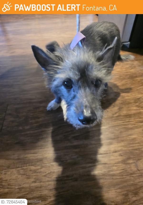 Found/Stray Unknown Dog last seen Palmetto Ave and Foothill blvd, Fontana, CA 92335