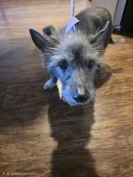 Found/Stray Unknown Dog last seen Palmetto Ave and Foothill blvd, Fontana, CA 92335