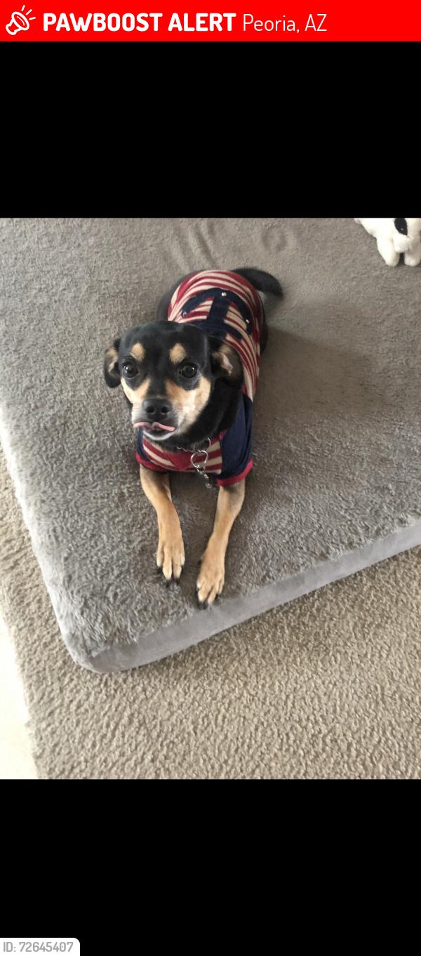 Lost Female Dog last seen 79th ave and cholla, Peoria, AZ 85345