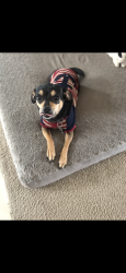Lost Female Dog last seen 79th ave and cholla, Peoria, AZ 85345