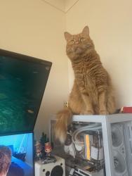 Lost Female Cat last seen lambros drive 4217, Benowa, QLD 4217
