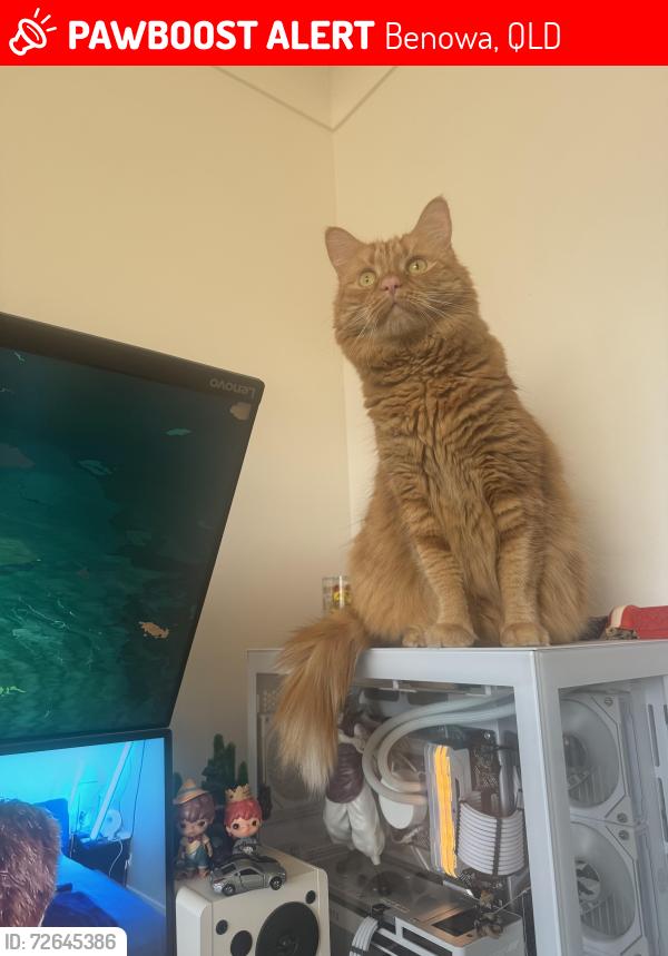 Lost Female Cat last seen lambros drive 4217, Benowa, QLD 4217