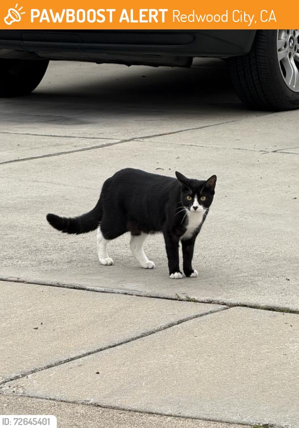 Found/Stray Unknown Cat last seen Hoover and Yarnall, Redwood City, CA 94063