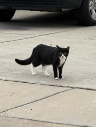 Found/Stray Unknown Cat last seen Hoover and Yarnall, Redwood City, CA 94063