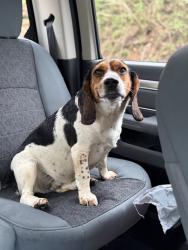 Found/Stray Male Dog last seen Henry Town and Rocky flts in Sevierville, Sevier County, TN 37876
