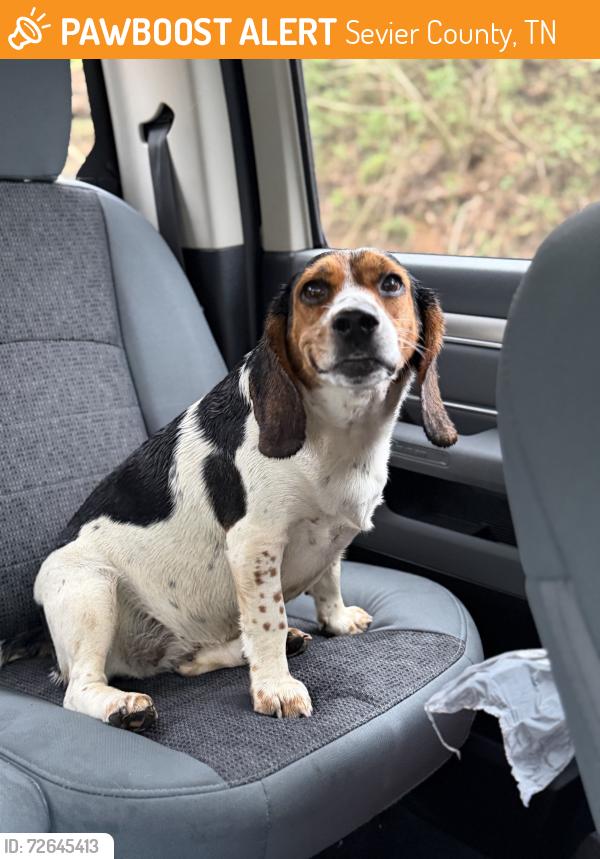 Found/Stray Male Dog last seen Henry Town and Rocky flts in Sevierville, Sevier County, TN 37876