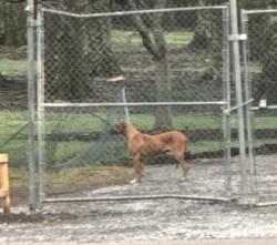 Found/Stray Unknown Dog last seen Woodlawn by Ensworth High school, Nashville, TN 37205