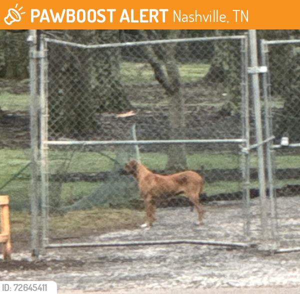 Found/Stray Unknown Dog last seen Woodlawn by Ensworth High school, Nashville, TN 37205