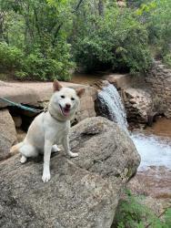Lost Female Dog last seen Sky Sox Stadium, Colorado Springs, CO 80922