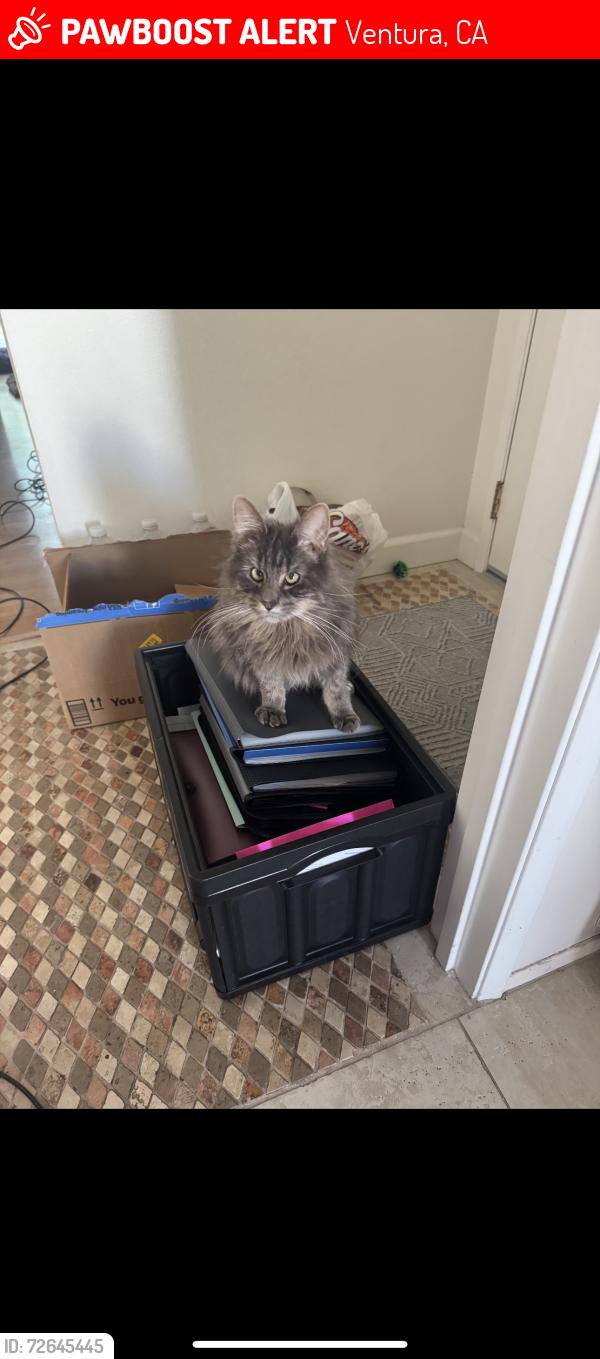 Lost Male Cat last seen Near Dean Drive / Buenaventura Gardens , Ventura, CA 93003