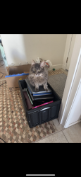 Lost Male Cat last seen Near Dean Drive / Buenaventura Gardens , Ventura, CA 93003