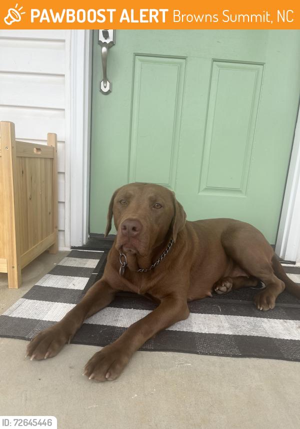 Found/Stray Female Dog last seen Portage Rd/ Brann Rd, Browns Summit, NC 27214