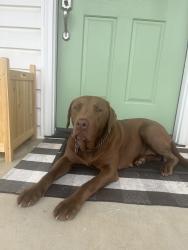 Found/Stray Female Dog last seen Portage Rd/ Brann Rd, Browns Summit, NC 27214
