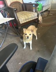 Lost Female Dog last seen 14th Ave N., Texas City, Texas City, TX 77590